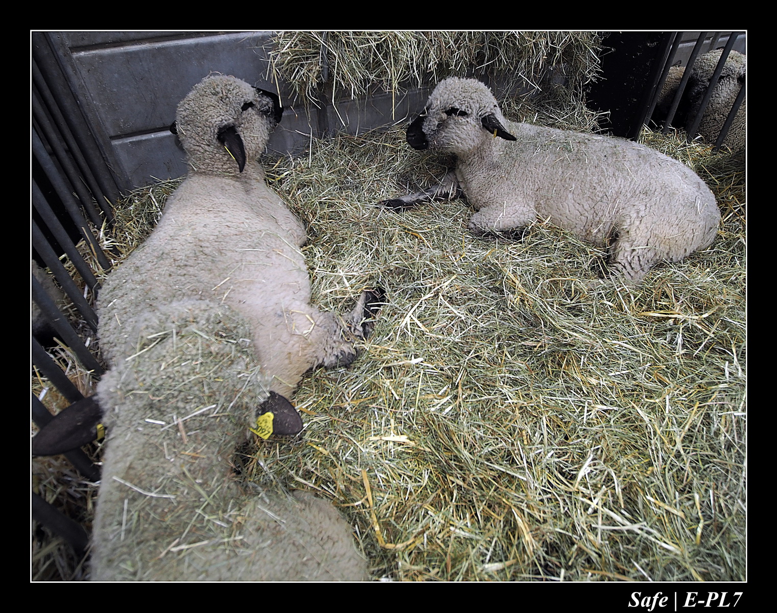 2020 - 02 - Salon agriculture 50